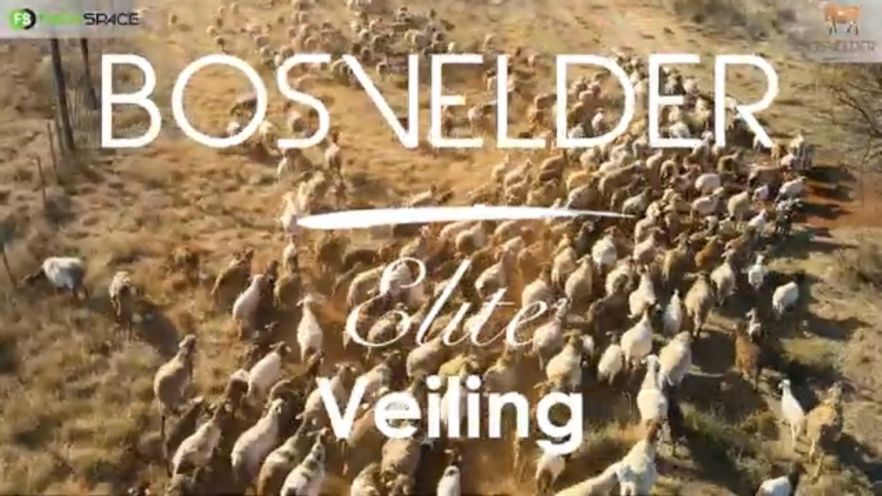 Bosvelder Elite Veiling - 22 Augustus in Bela-Bela!