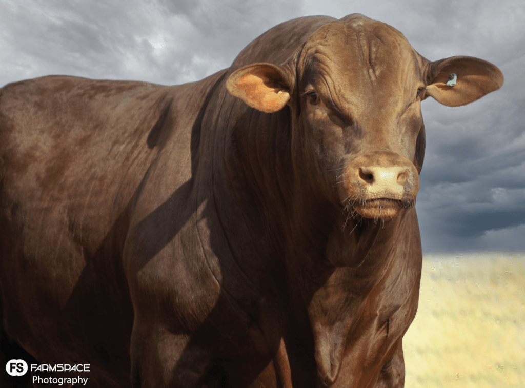 Gift to greatness: the evolution of santa gertrudis v1